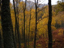 Highland Autumn  by Aimie Robinson