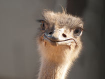 An ostrich smile by Alon Torres