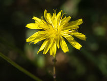 Sunny Flower von Alon Torres