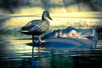  Duck on hippo_Berlin by Leonardo Filippi
