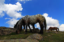 Pferde am Gipfelkreuz von Wolfgang Dufner