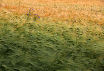 Kornblumen im Feld von Wolfgang Dufner