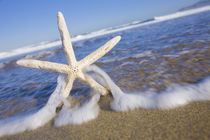 Beach Starfish von Alex Bramwell