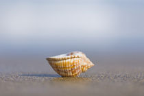 Beach Seashell von Alex Bramwell