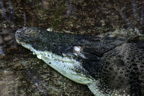 Crocodile under water von Wolfgang Dufner