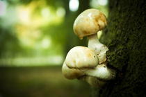 Shrooms by Oliver Jannesson