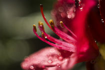 Rhododendron von Oliver Jannesson