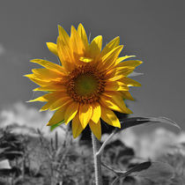 Sunflower by Milan Lorencik