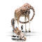 Giraffe-langerkals-kleine-verk