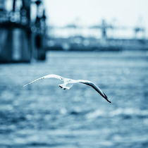 sea gull by Philipp Kayser