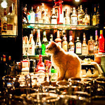 cat(ches rats) in a bar von Philipp Kayser