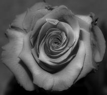 Rose in Grey Tone von Yvonne M Remington