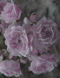 Delicate rose von Lina Shidlovskaya
