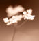 Flower-blur
