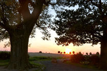 Sonnenuntergang zwischen 2 alten Bäumen by Wolfgang Dufner
