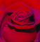 Rose-001