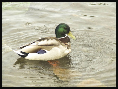 Duck-002-large
