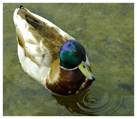 Duck-003-large