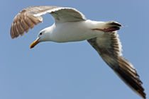 Seagull Overhead von Eye in Hand Gallery