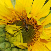 Sonnenblume mit Biene von E. Axel  Wolf