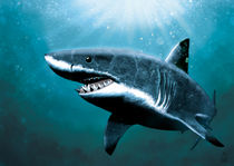 Sharky von Michael Petrus