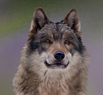 Wolf Portrait by Beatrix Döring