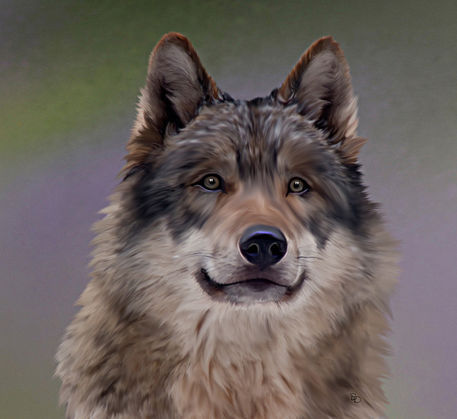 Grauer-wolf