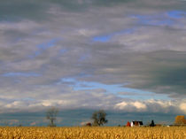 Poetic blue sky and gold corn by Angel Vallée