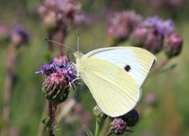 Butterfly on flower von Melania Mazur