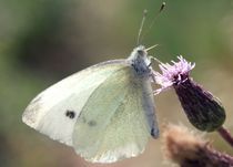 Butterfly von Melania Mazur