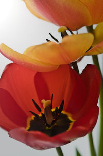 red and yellow tulips by Robert  Perks