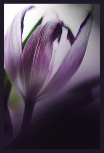Dried purple tulip by Robert  Perks
