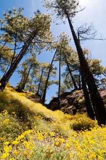 Primavera en las Cañadas, Tenerife, Teneriffa von Raico Rosenberg