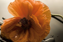 Orange Poppy von Robert  Perks