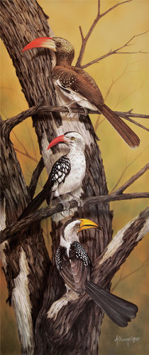 Various Hornbills by Andre Olwage