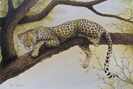 Leopard-in-tree