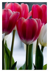 RED Tulips Spring von Robert  Perks