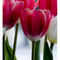Group-tulip