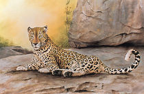Leopard on rock by Andre Olwage