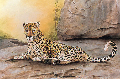 Leopard-on-rock