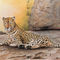 Leopard-on-rock