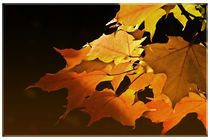 Maple leaves in fall von Robert  Perks