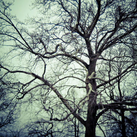 Tree-nerves-n-14