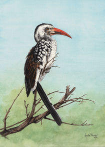 Red Billed Hornbill by Andre Olwage