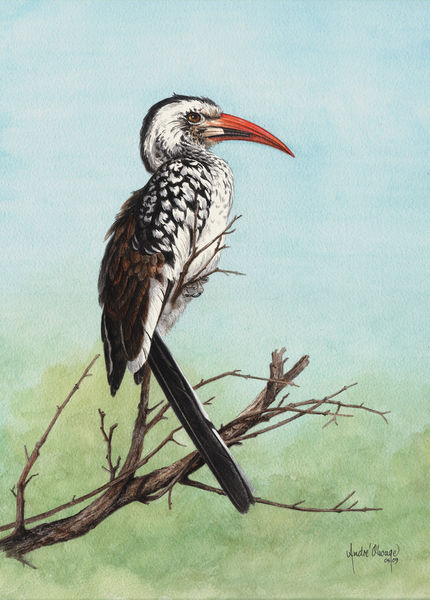 Red-billed-hornbill