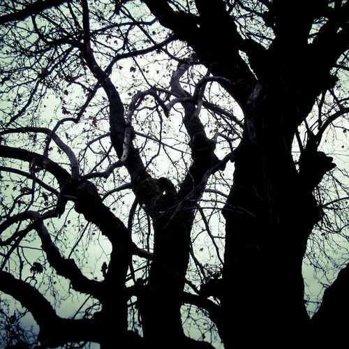 Tree-nerves-n-16