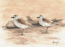 Sand Plovers by Andre Olwage