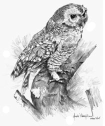 Wood Owl von Andre Olwage