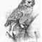 Wood-owl
