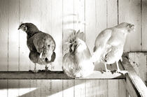 Der Hahn im Korb, schwarz-weiß von Thomas Schaefer
